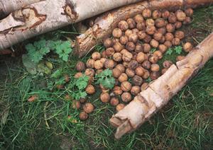 感動玄米を子供にもたべさせたい