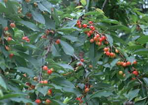 2026年最新版：最高のステーキを楽しむための完全ガイドと選び方