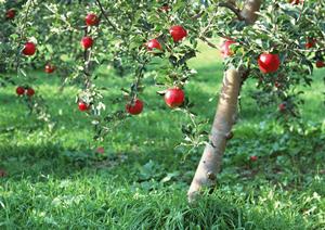 2025年版：高級宅配弁当の魅力と選び方ガイド